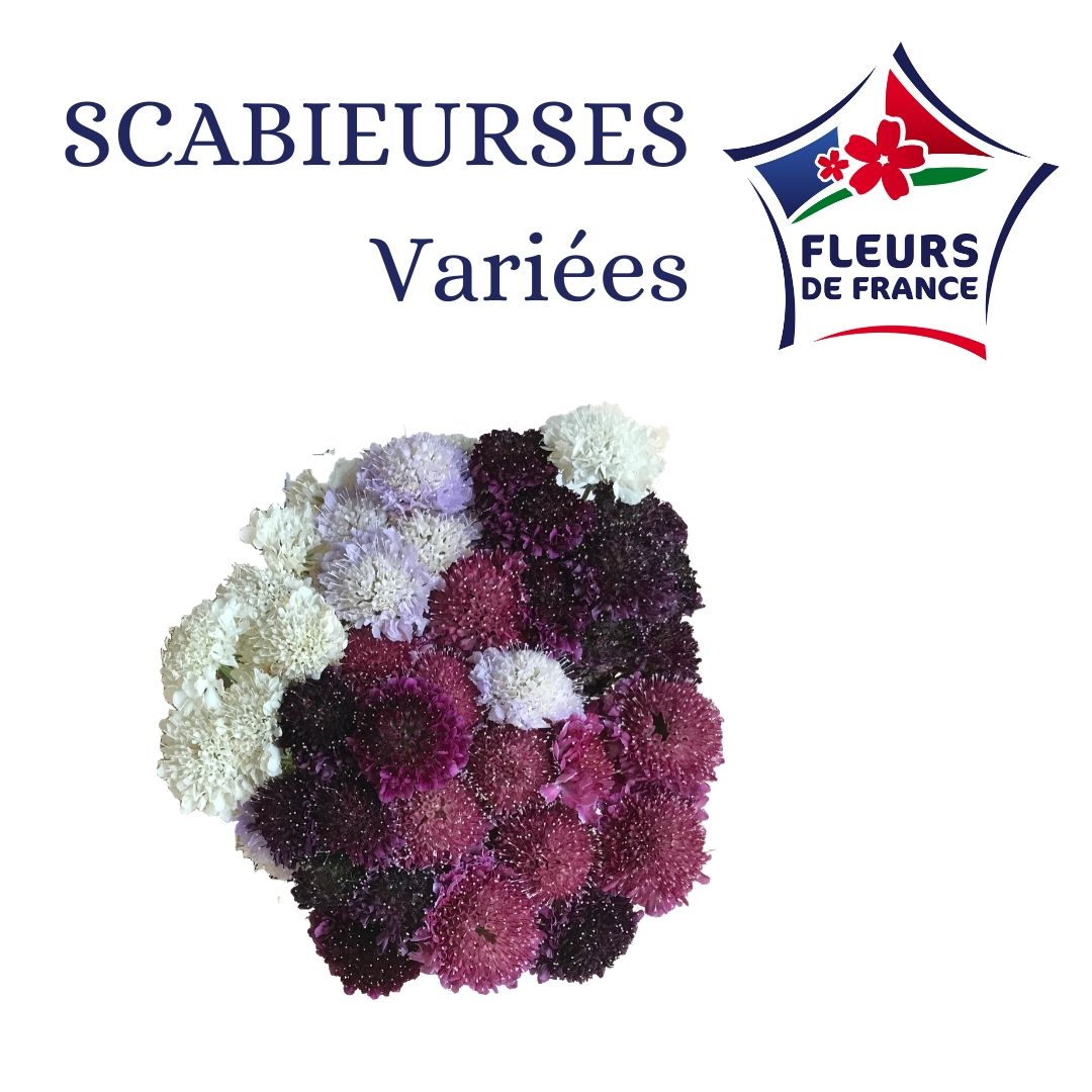 SCABIEUSE DU VAR FDF
